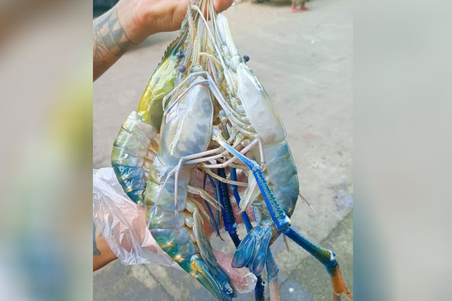 Fisheries Department announces three-month shrimping ban in Arakan State