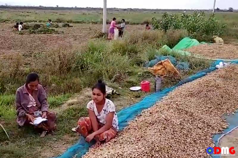 Groundnuts fetch good prices, but not commensurate profits, for Arakan growers