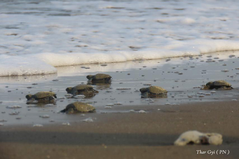Baby sea turtles hatched at the Kyeintali Turtle Conservation Zone. (Photo: Ko Thar Gyi)