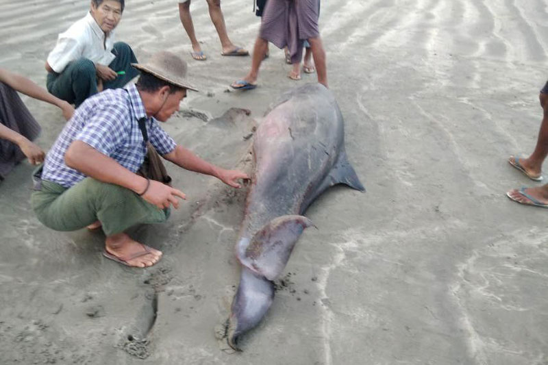 ကြွေချိုင်ကျေးရွာအနီးကမ်းခြေတွင် သေဆုံးနေသည့် ဝေလငါးမျိုးစိတ်ကို တွေ့ရစဉ်။ (ဓာတ်ပုံ - ရခိုင်နေ့စဉ်)
