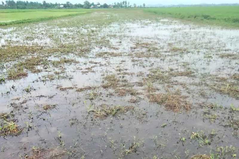 Farmlands destroyed by floods in Kyaungpho Village, Kyauktaw Township, are pictured on August 14. (Photo: Supplied)