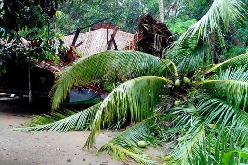 Coconut trees destroyed by Cyclone Mocha. (Photo: Supplied)