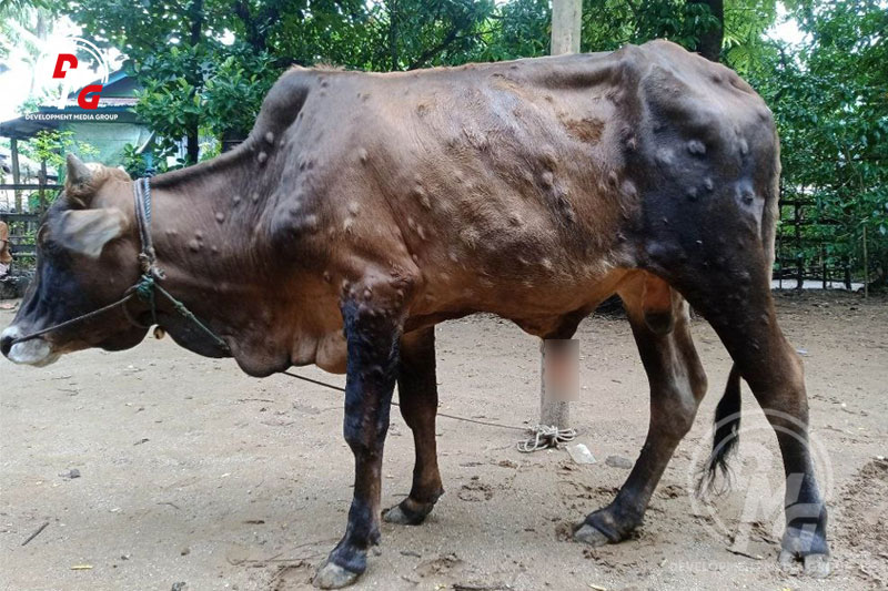 A cow infected with unknown disease in Ramree Township is pictured on September 5.