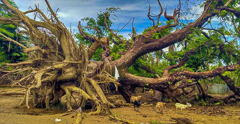 Remembering the Fallen: Cyclone Mocha’s Toll on Trees