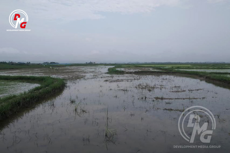 Flooded farmland in Panphechaung Village, part of Arakan State’s Kyauktaw Township, is pictured on August 22.