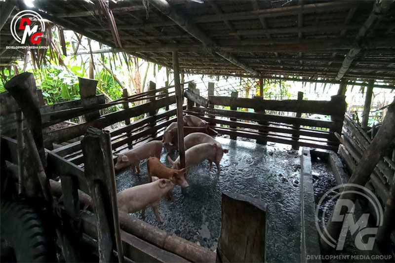 Pigs being bred in Diparyone Village, Ponnagyun Township, are pictured on August 21.