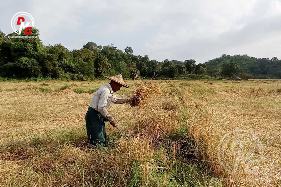 Farmers in Arakan State have been forced to harvest paddy using traditional methods due to fuel shortages.