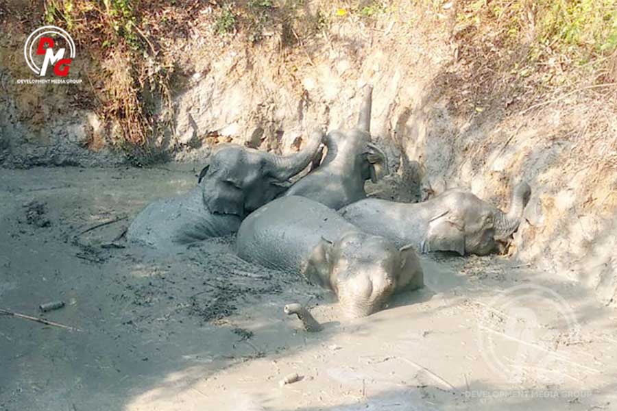Wild elephants at a lake near Aung Zeya Village in Maungdaw Township in 2021.