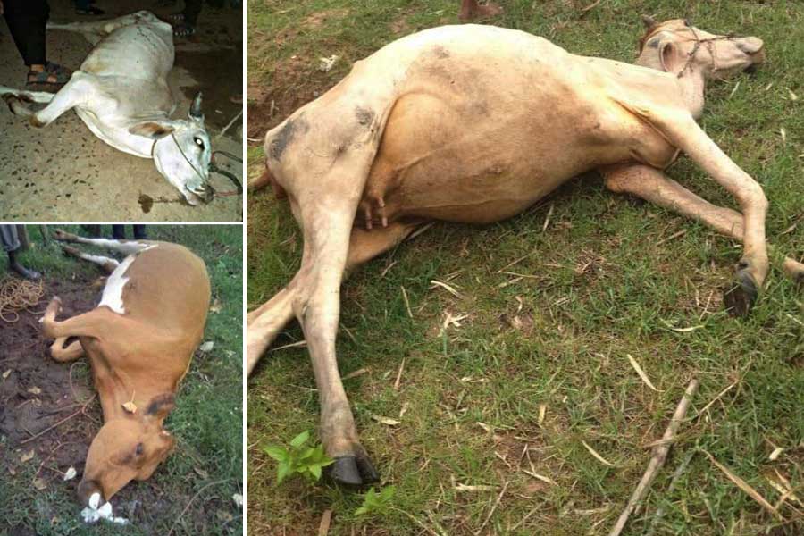 Cows are reported to have died of a mysterious malady in Myebon Township, Arakan State, earlier this month. (Photo: Ko Win Maung Oo / Facebook)