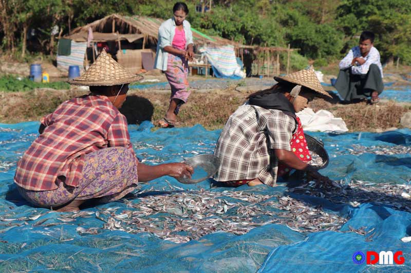 ငါးသယံဇာတ ရှားပါးလာမှုကြောင့် ရခိုင်က ရေလုပ်သားတချို့ အလုပ်ရပ်နားမှု ရှိလာ