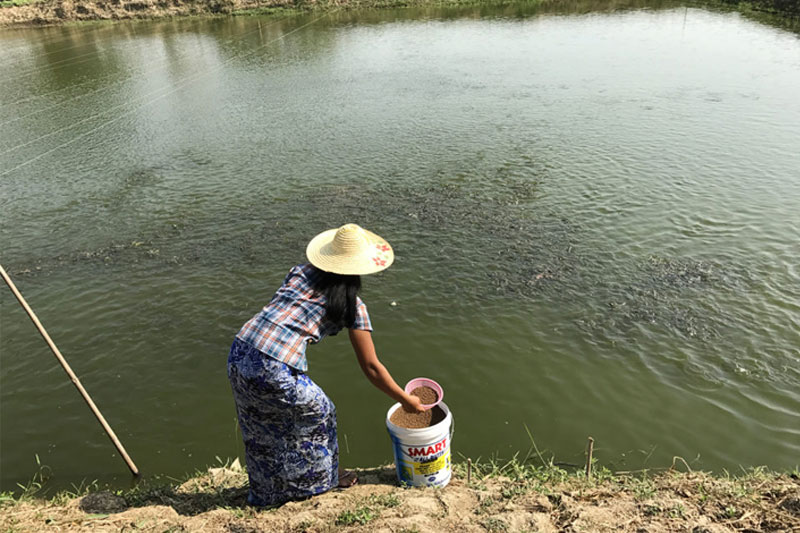 ရခိုင်တွင် ငါးပုစွန်အစာထုတ်လုပ်သည့် စက်ရုံများ ပေါ်ပေါက်လာစေရန် မွေးမြူရေးသမားများ လိုလားနေ
