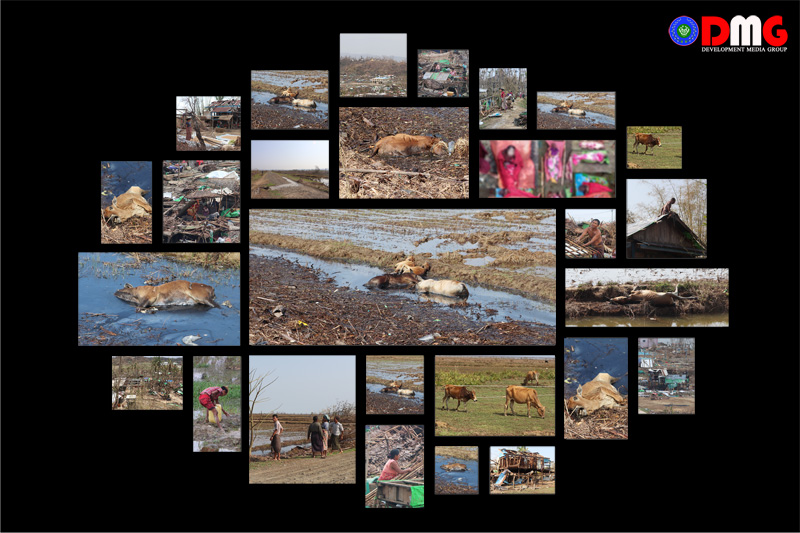 Rathedaung Farmers Measure Cyclone’s Devastation in Terms of Cattle Killed 