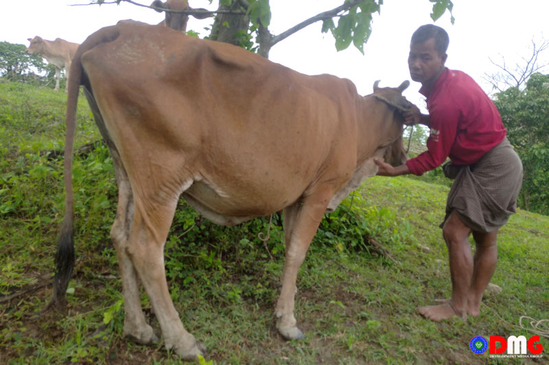 A local farmer from Kalarbar Village in Kyaukphyu Township with his cow, infected with foot-and-mouth disease, pictured on July 11.