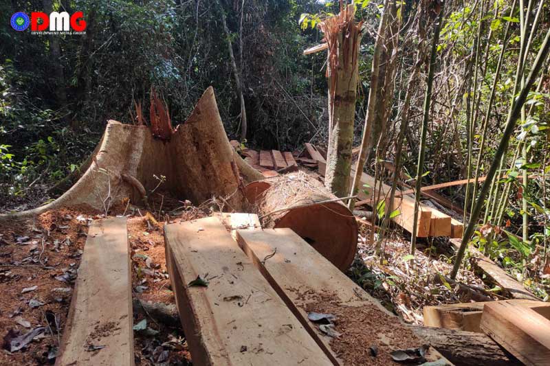 Timber logs illegally extracted in Gwa Township, Arakan State, are pictured in May 2022.