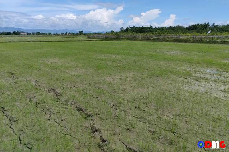 မိုးရွာသွန်းမှုနည်းပါး၍ မြေသားများအက်ကွဲနေသော မြောက်ဦးမြို့နယ်က လယ်ယာမြေများ။