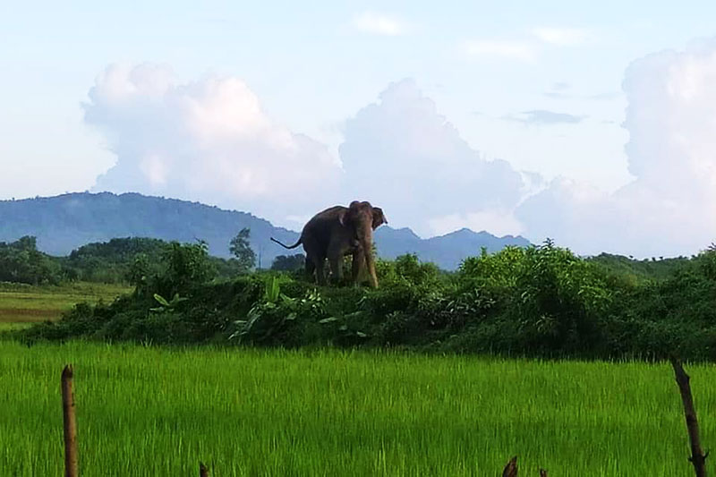 A wild elephant pictured in Maungdaw Township, Arakan State. (Photo: Facebook)