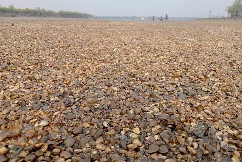 A large number of dead clams have been reported along Kyar Ohe Creek in Ann Township since March. (Photo: Ko Myo Lwin)