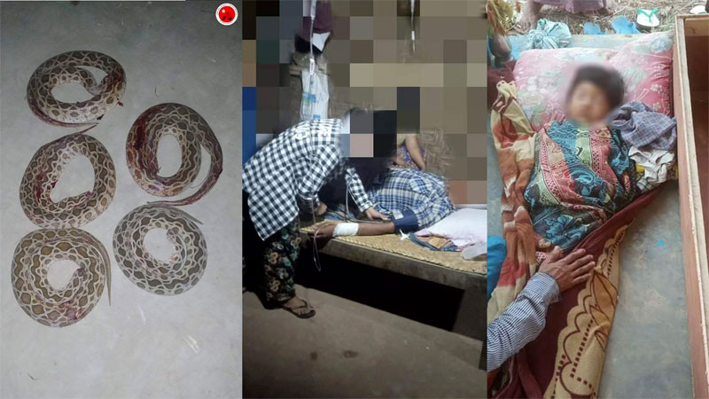 Medical treatment provided for snakebite victims in Kanbalu, Sagaing Region. (Photo: Kyunhla-Kantbalu Activists Group)