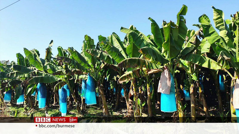 A tissue-culture banana plantation in Kachin State. (Photo: BBC)