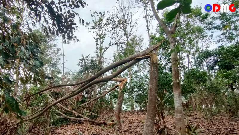 A cyclone-hit orchard in Lay Myo Chaung area in Mrauk-U Township.