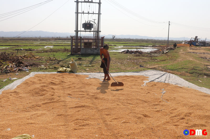 Paddy seeds affected by the storm are dried in the sun.