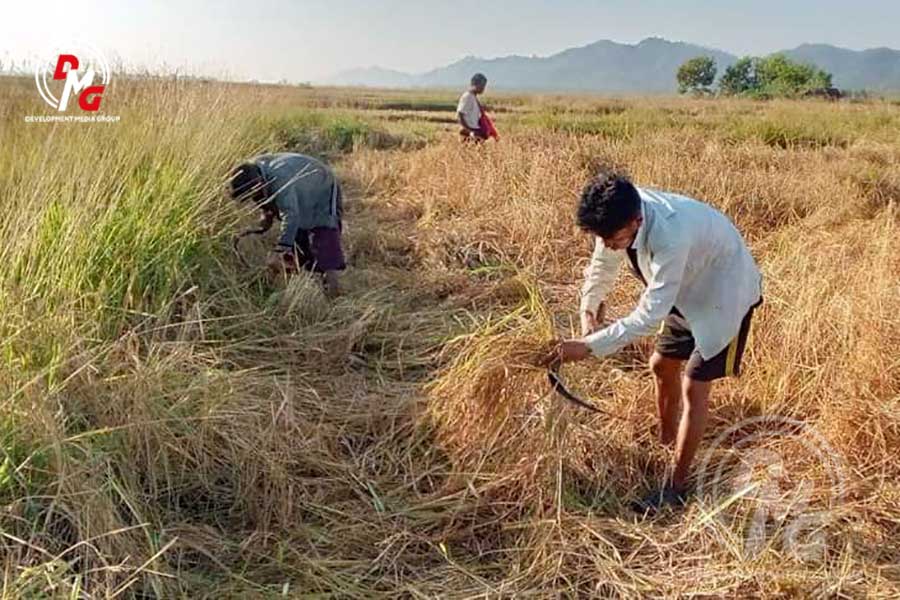 Farmers harvesting paddy in Ponnagyun Township are pictured in 2022.