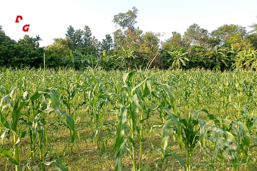 Winter crops acreage declines in Arakan State on fears of renewed fighting