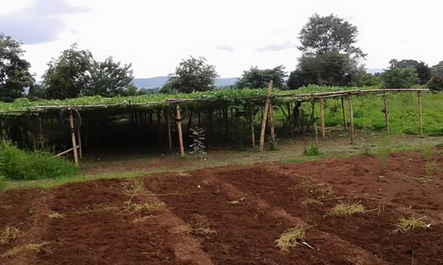 A peanut farm in Minhla Township, Bago Region. (Photo: CJ)