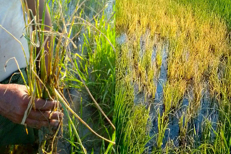 An infested paddy field in Thawinkaing Village, Kyauktaw Township, on October 20, 2023. (Photo: CJ)