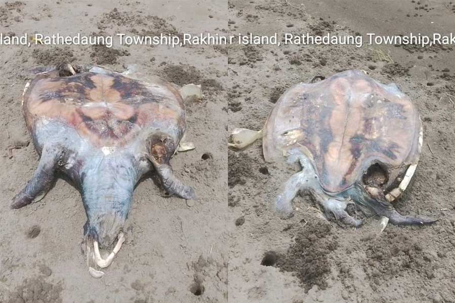 Rare turtles wash ashore at the marine national park in Rathedaung Township, Arakan State. (Photo: U Kyaw Kyaw / Facebook)
