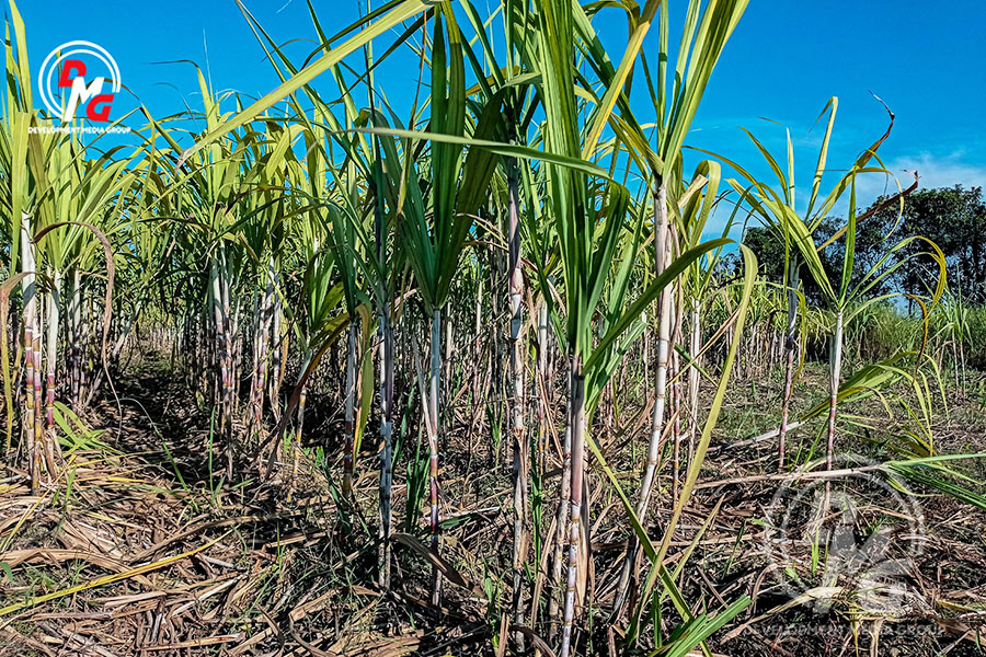 A sugarcane farm in Kyauktaw Township is pictured in February 2021