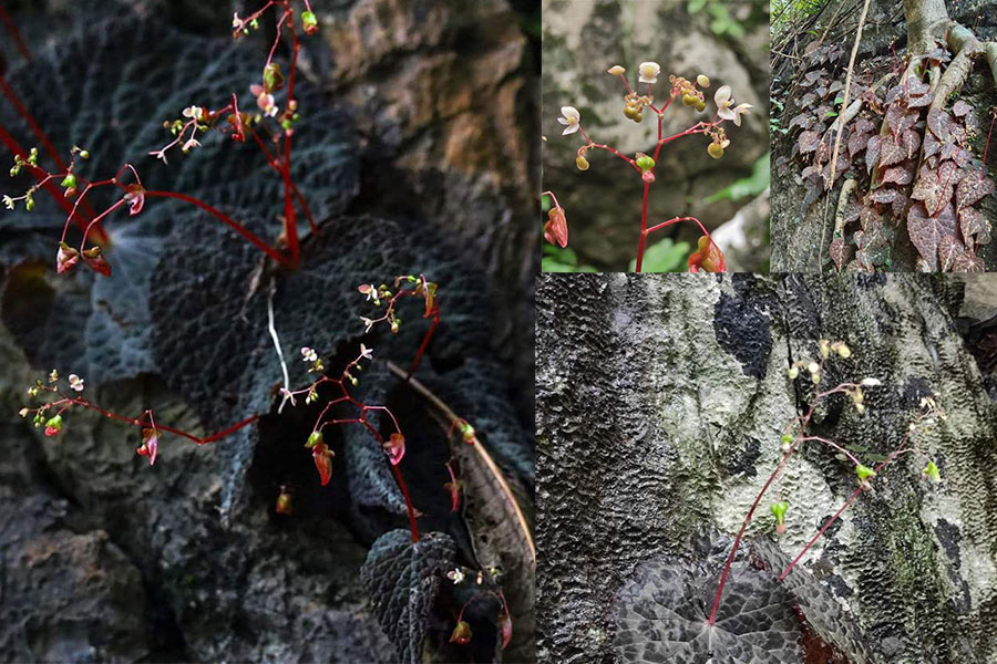 A new species of begonia has been discovered in Kayin State (Photo: Native Species Conservation and Identification of Myanmar)