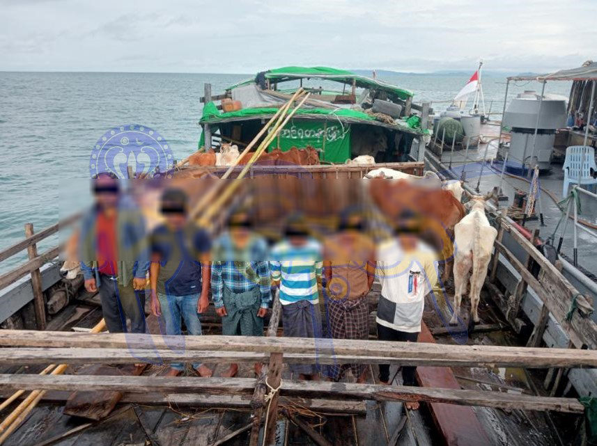 A boat carrying cattle to be smuggled to Bangladesh is seized on Anauk Payoneka Island in Pauktaw Township on September 7, 2023. (Photo: Rakhine Daily)