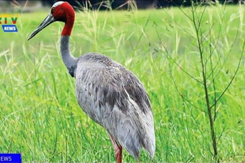 Sarus cranes are considered a critically endangered species. (Photo: Wildlife Conservation Society)