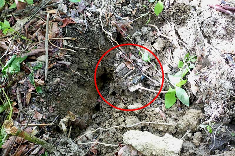 An unexploded artillery shell discovered on a hill near Wah Taung IDP camp in Kyauktaw Township is pictured in early August. (Photo: Supplied)