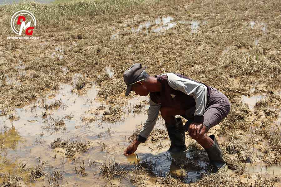 Photo Essay: Thousands of paddy acres flooded in Arakan State