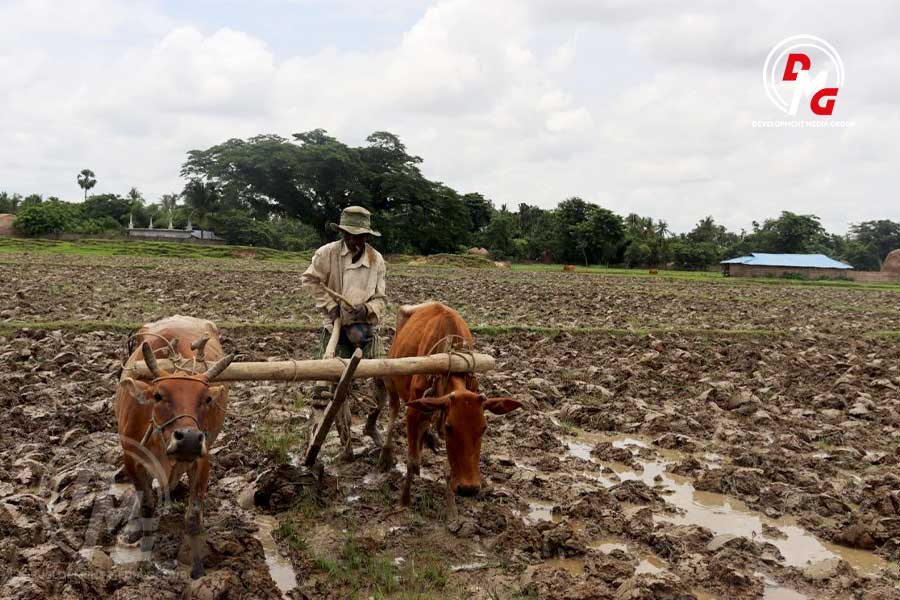Agricultural laborers cultivate paddy fields in Arakan State in June 2026. 
